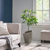 47.2 Inch Artificial Money Tree Pachira Plants - Green - POLYETHYLENE